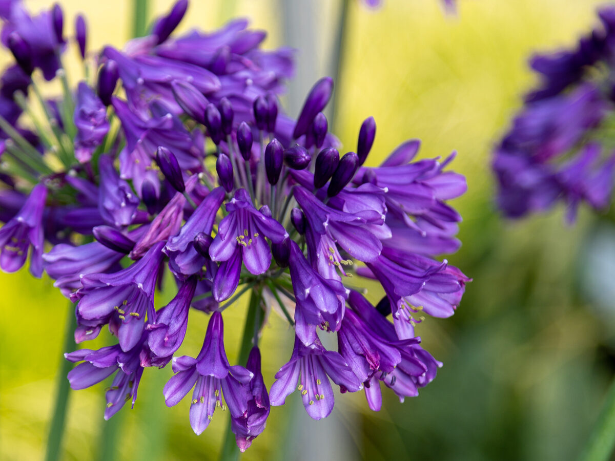 Agapanthus Ever Amethyst