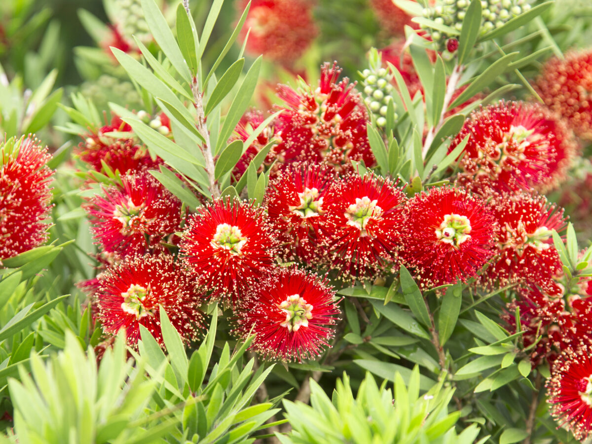 Bottlebrush Light Show
