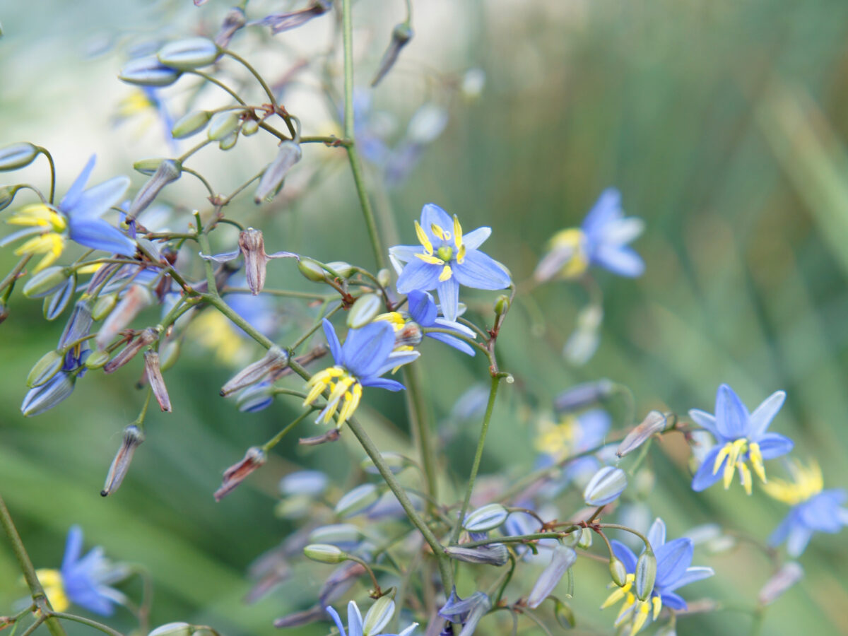 Dianella Coolvista