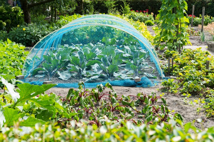 Plant Garden Protect Net