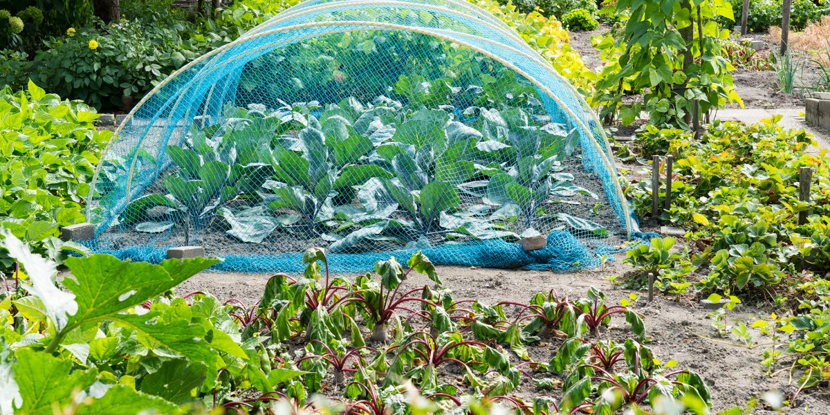 Plant Garden Protect Net