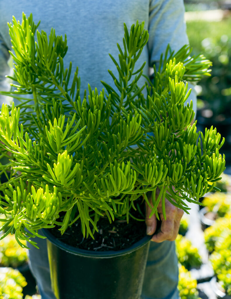 Plant in Nursery Pot