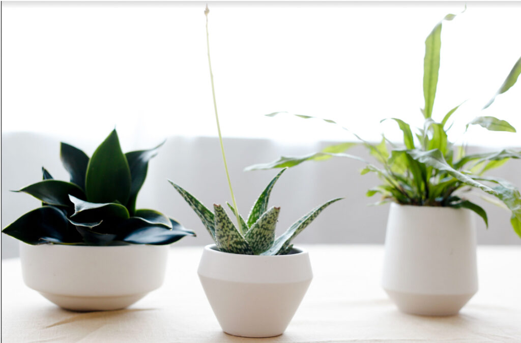 Design Approach to Plant Grouping