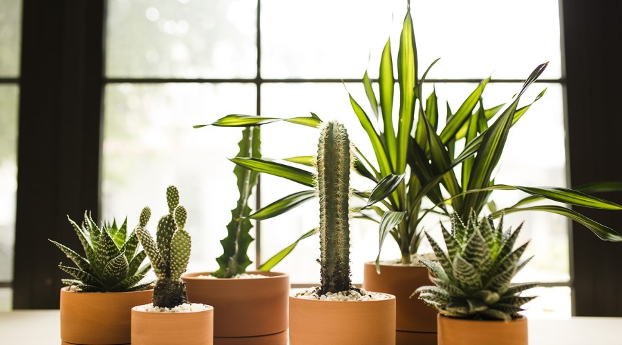Insider Tricks from Plant Rental Experts for Gorgeous, Long-Lasting Houseplants