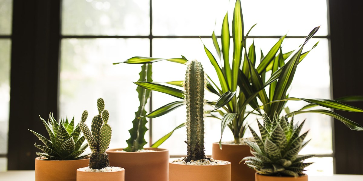 Artful Plant Grouping