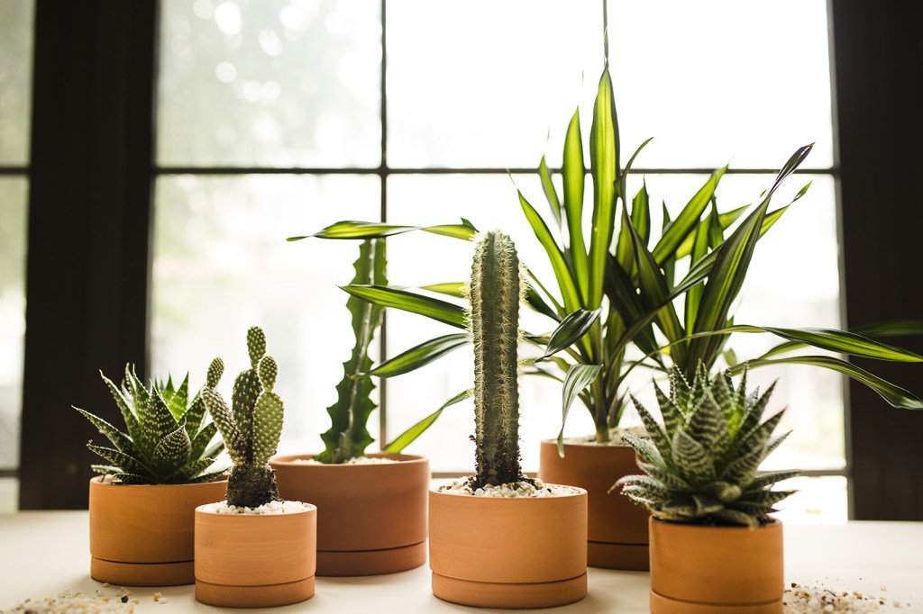 Insider Tricks from Plant Rental Experts for Gorgeous, Long-Lasting Houseplants