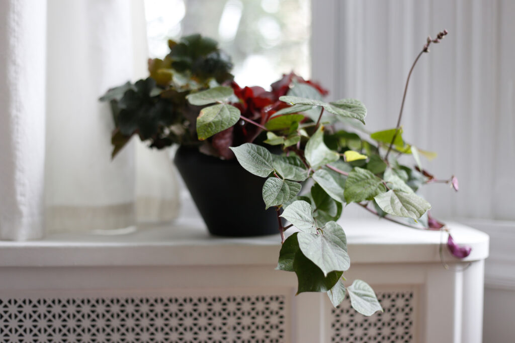 Single Plant on a Radiator