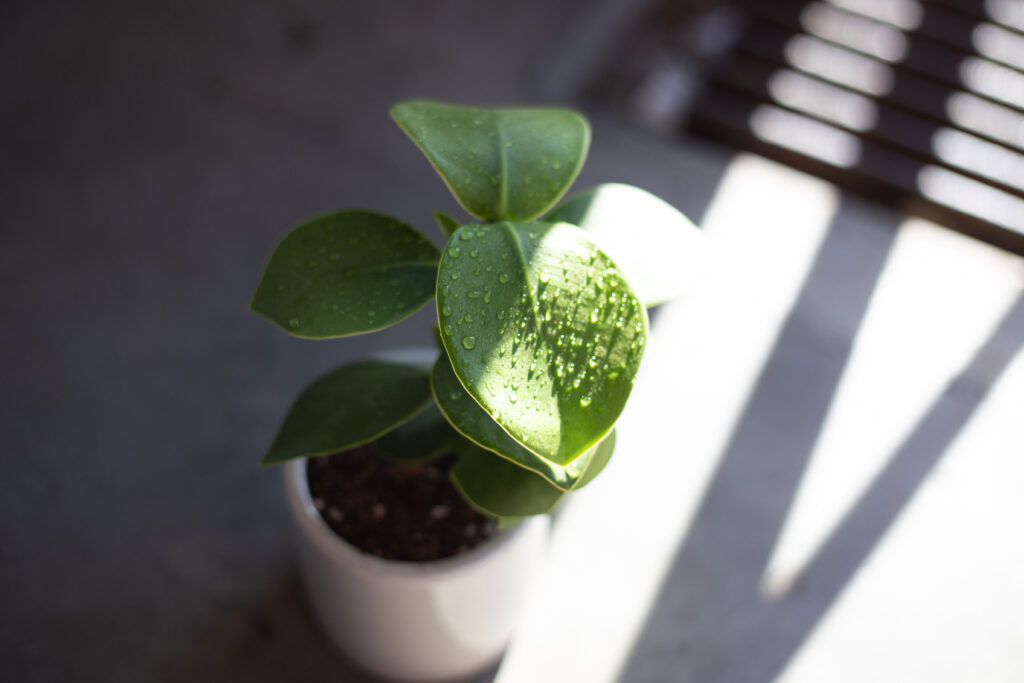 A Plant with Drops of Water on Its Leaves