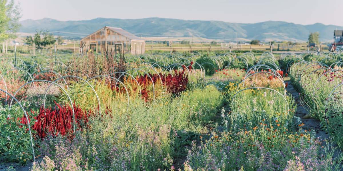 Flower Hat Farm Fields in Fall