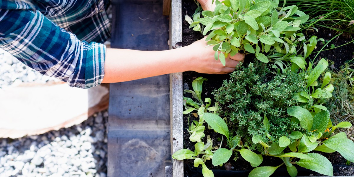 Planting Herb Garden