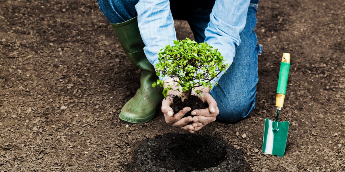 Planting a Small Tree