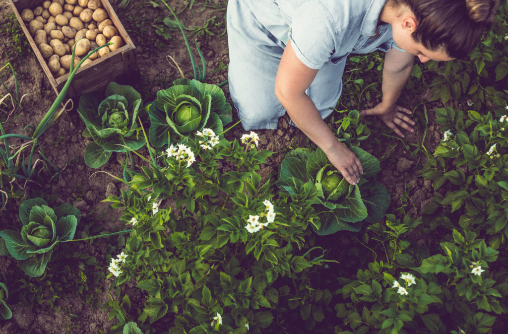 Planting Vegetable Garden