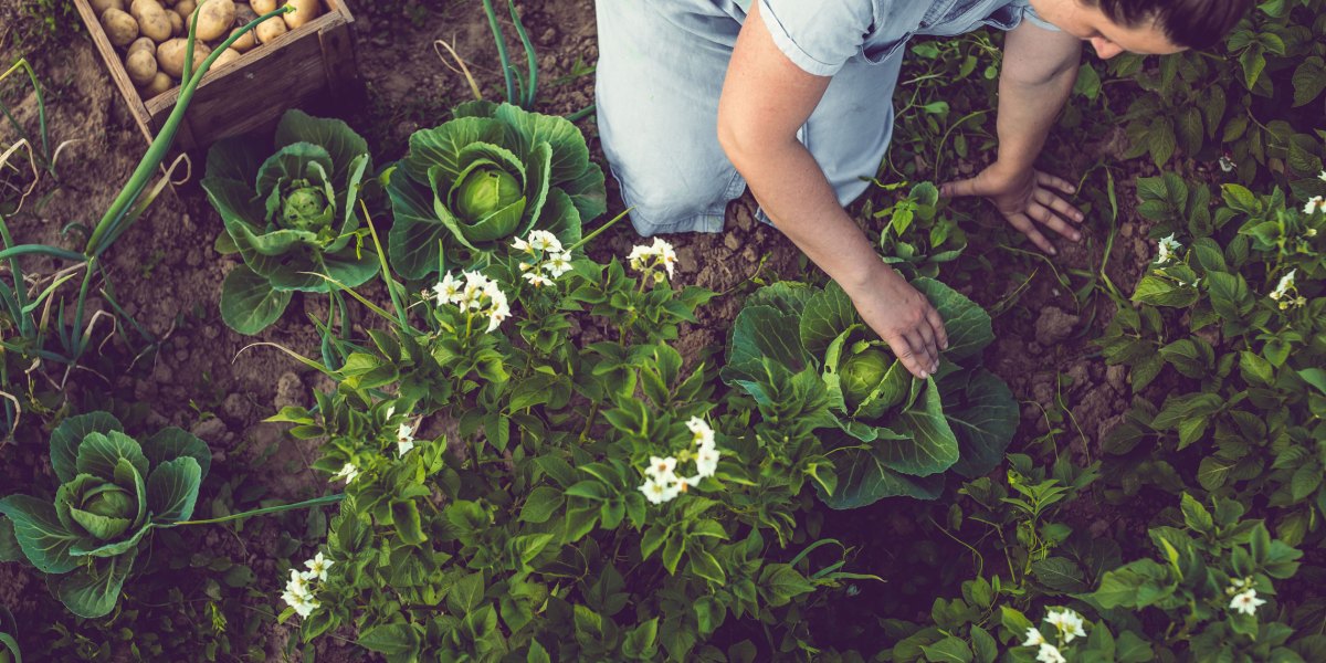 Planting Vegetable Garden