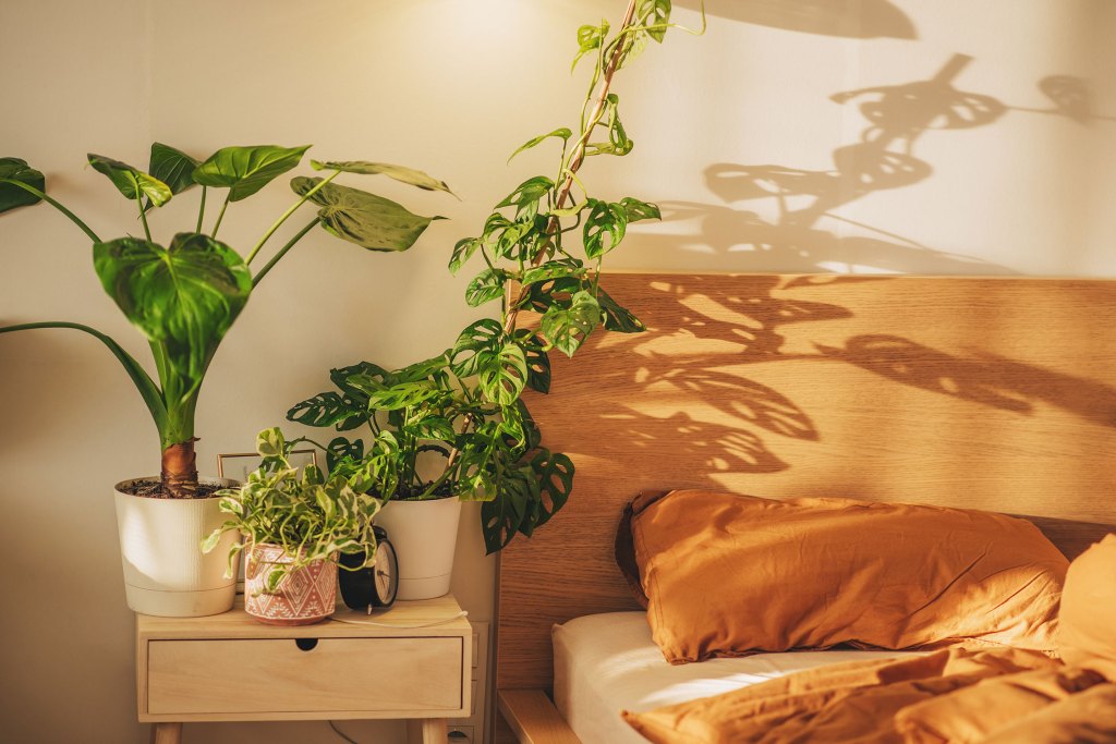 It’s National Houseplant Appreciation Day—Here’s How to Celebrate