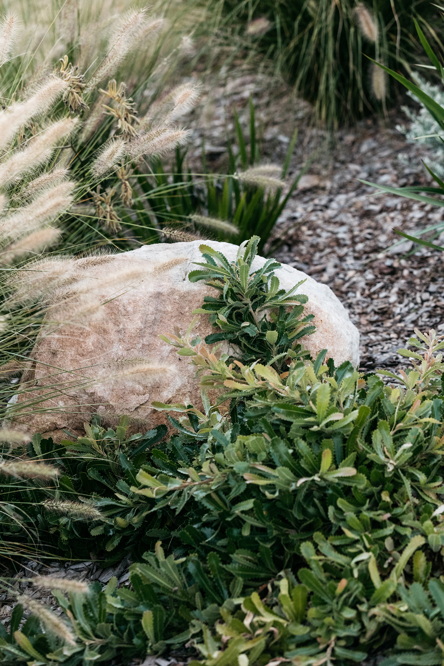 Plants Fig Landscapes