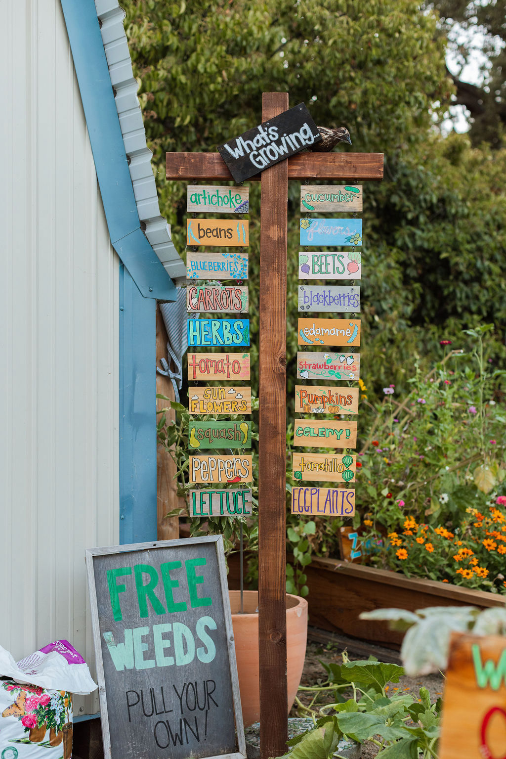 Plants School Garden