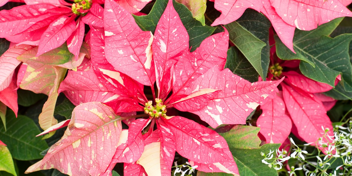 poinsettia varieties