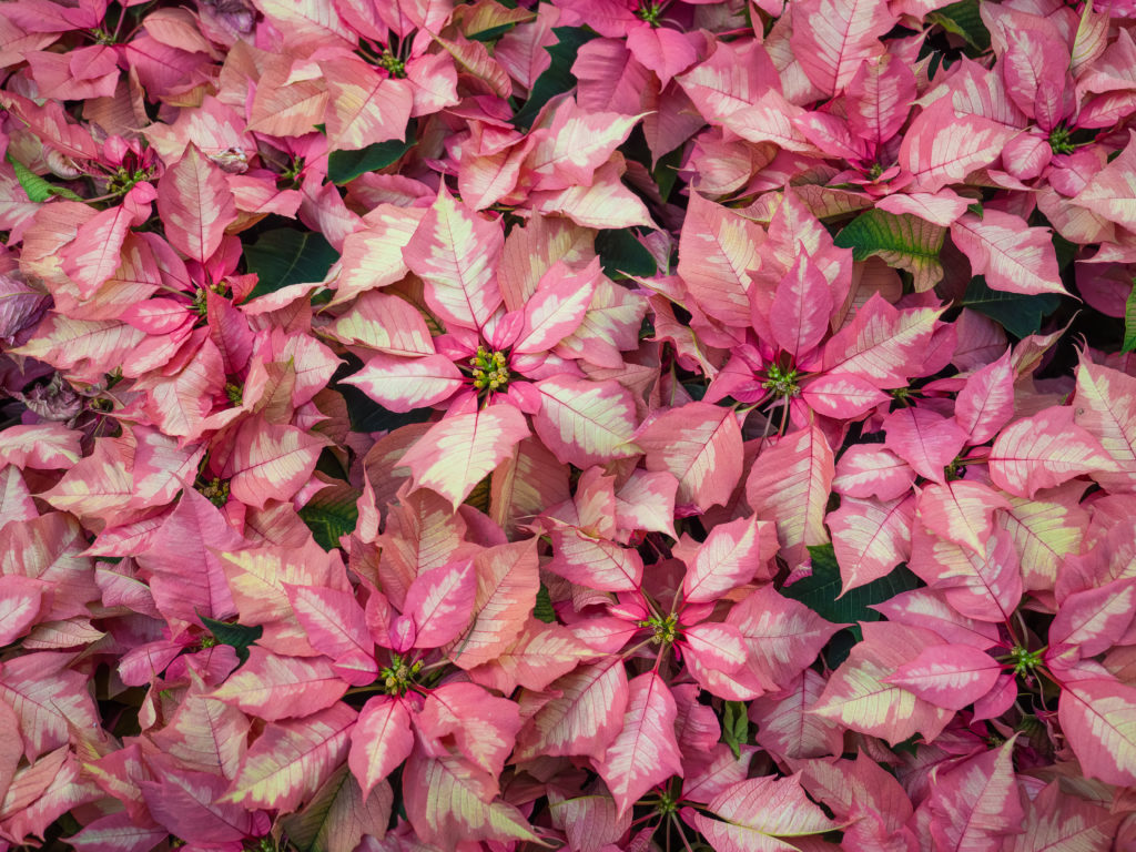 poinsettias