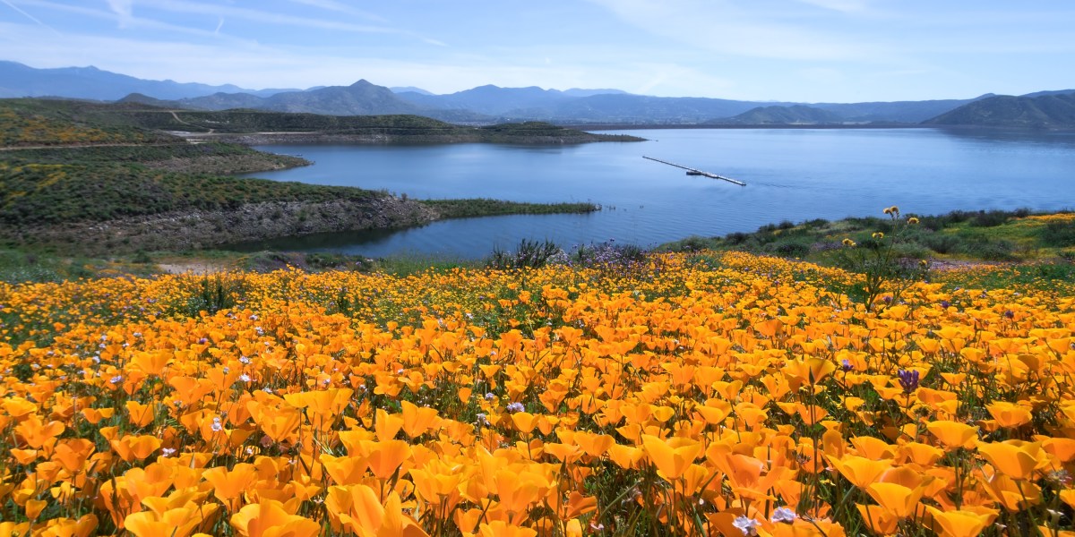 Poppies in Hemet