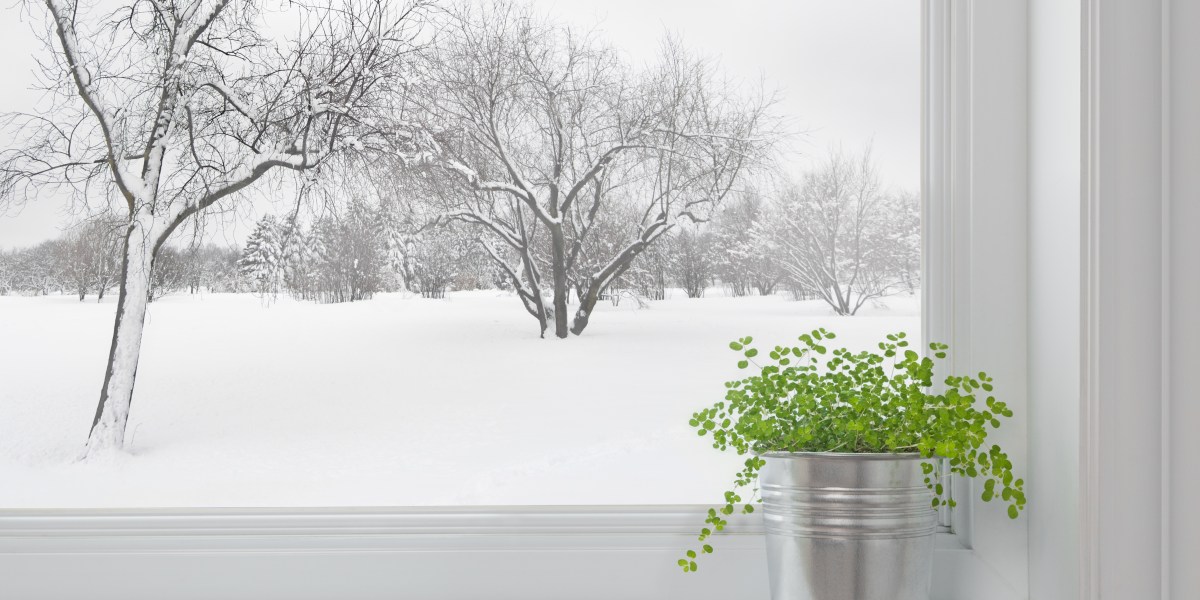 overwinter plants indoors
