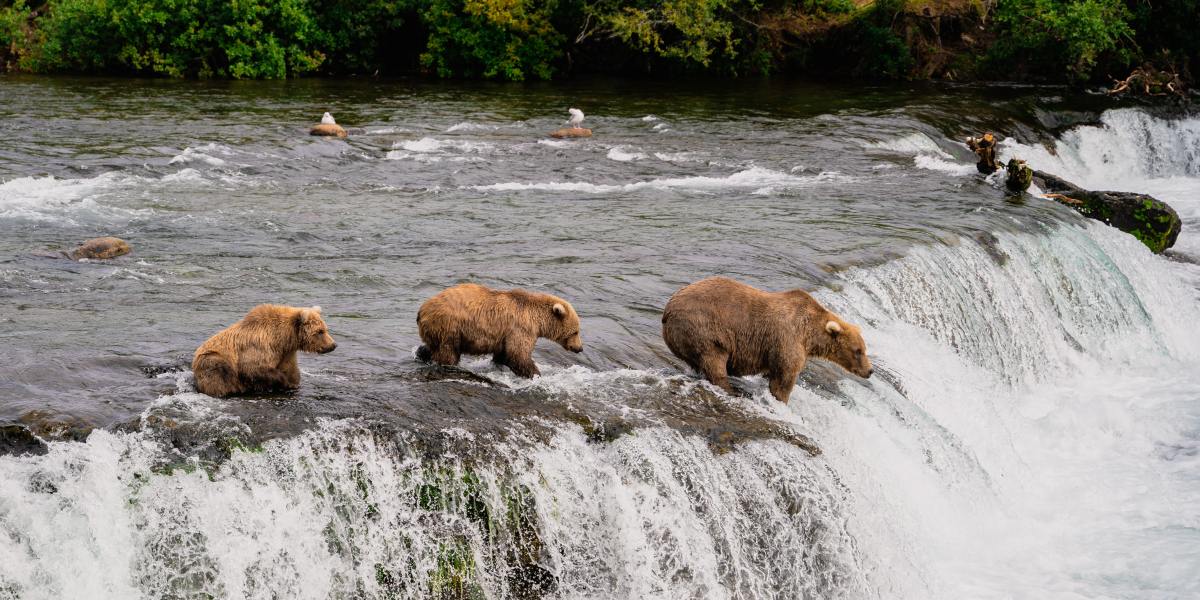 Seeing Bears at Katmai Park in Alaska Just Got a Whole Lot Easier and Safer–for You and the Bears