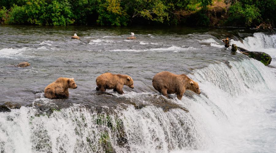 brown-bears-alaska