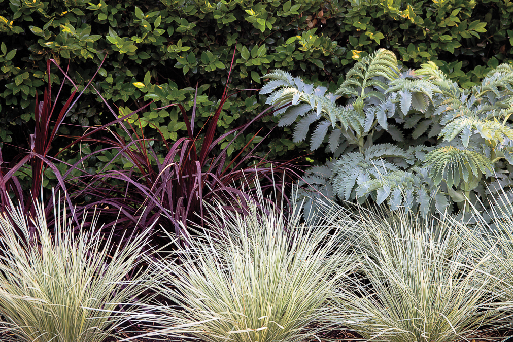Prune Ornamental Grasses