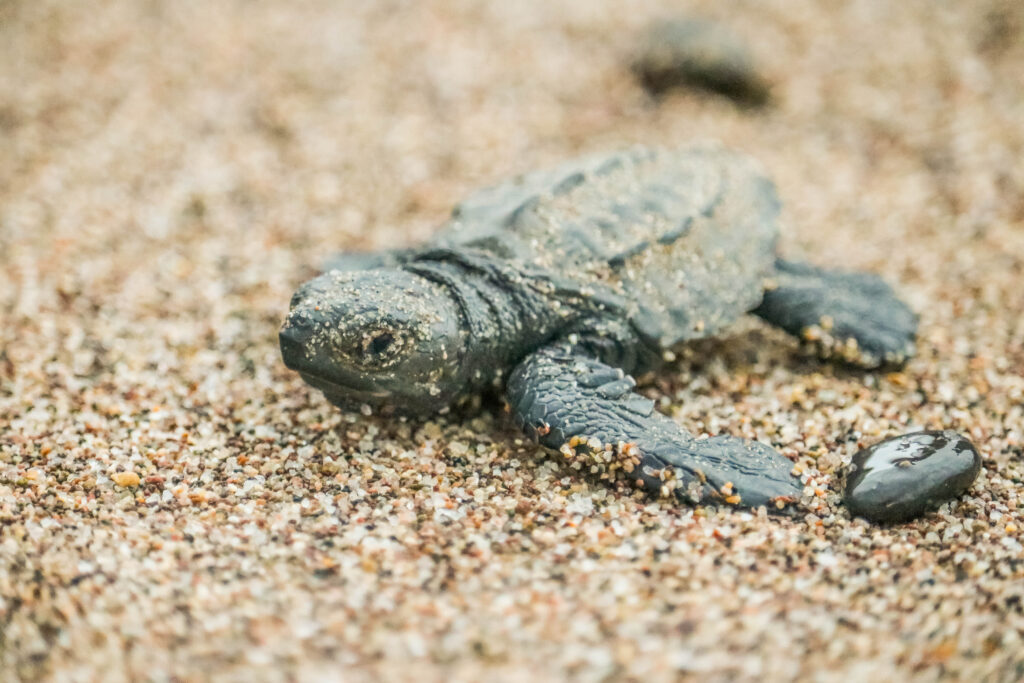 Turtle Hatchling