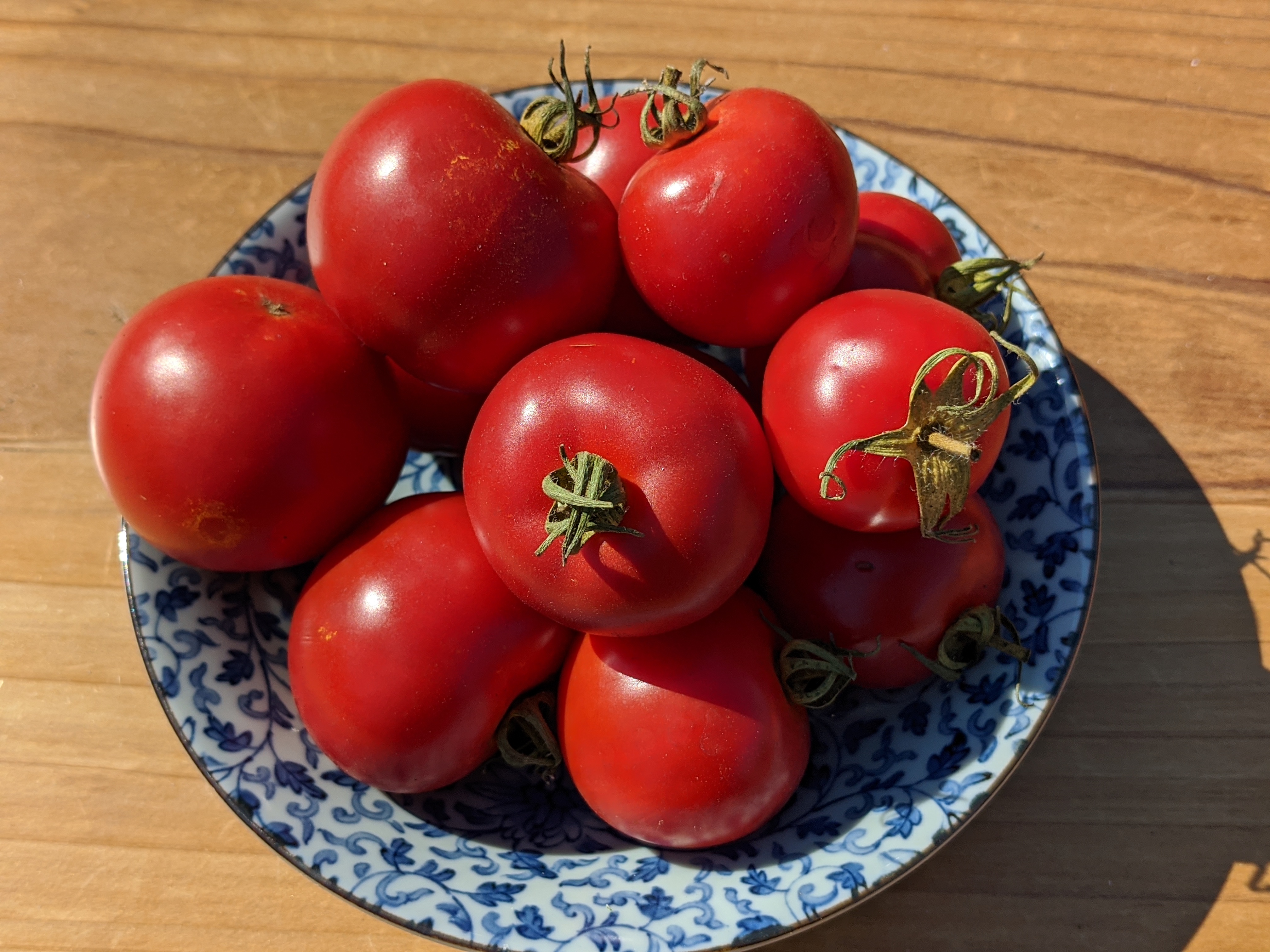 sea-level-farms-early-girl-tomatoes