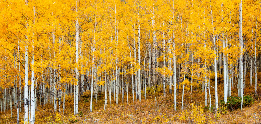 quaking aspen oldest trees