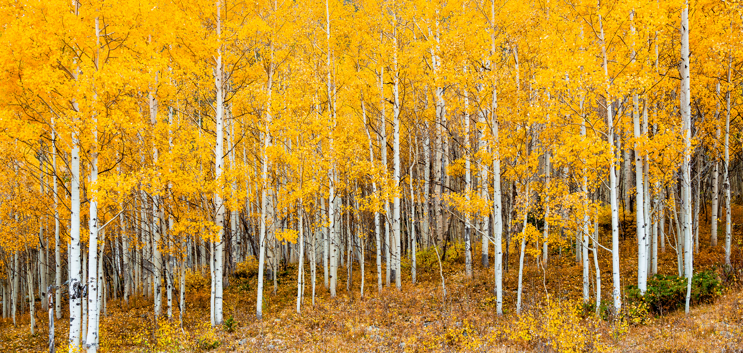 quaking aspen oldest trees