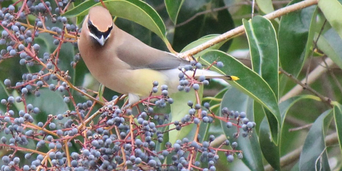 Cedar Waxwing