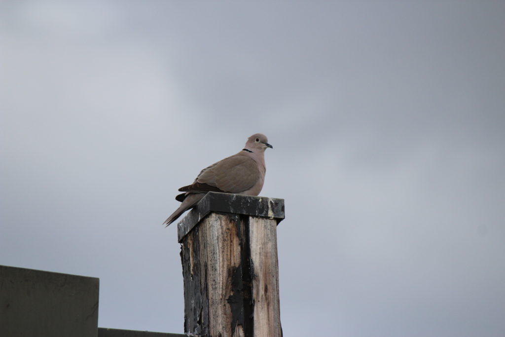 Eurasian Collared Dove