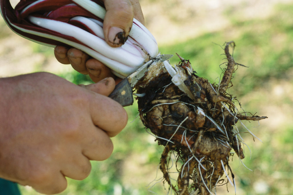 radicchio root chicory