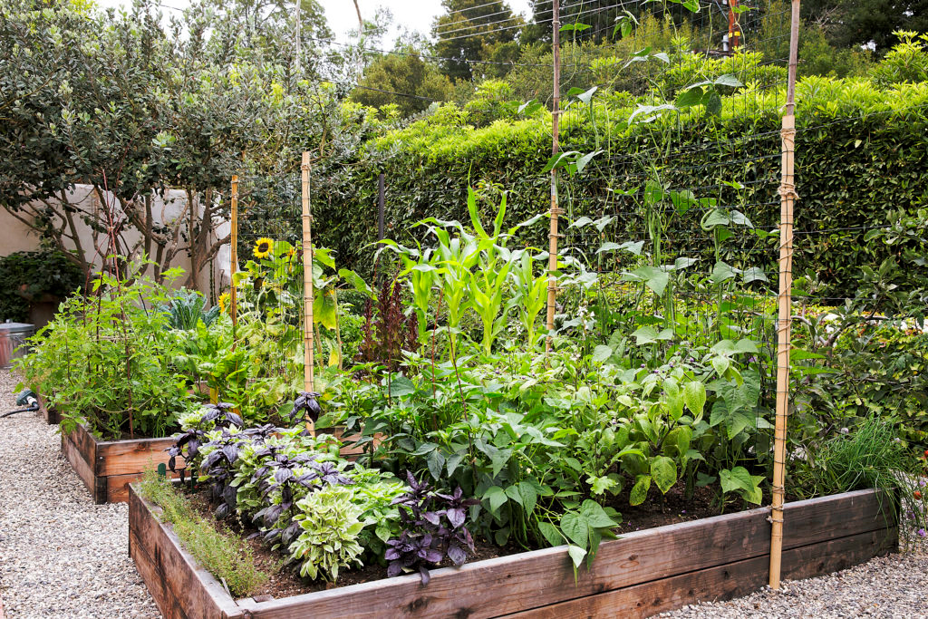 Raised Bed Garden