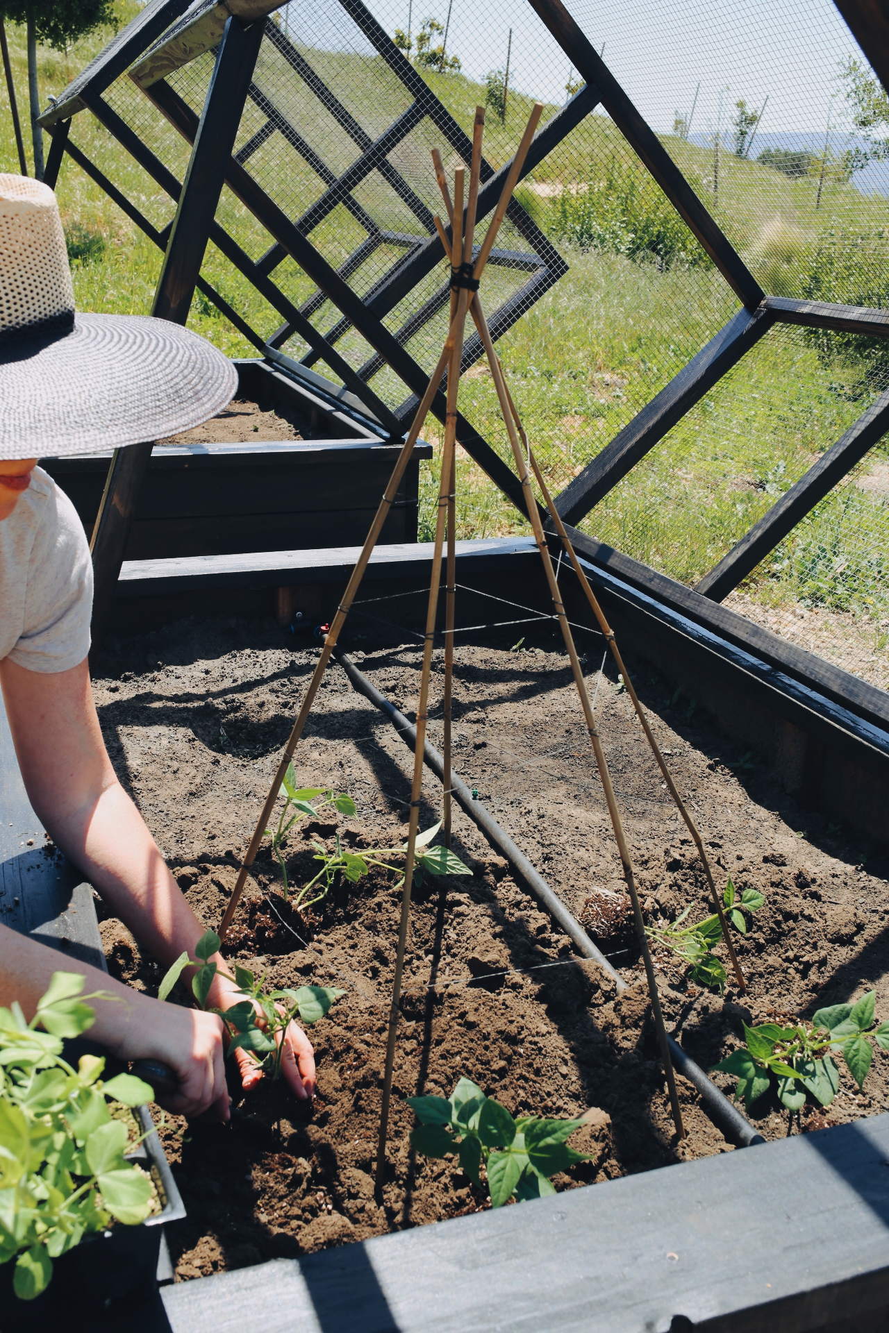 Vertical Gardening Trellis