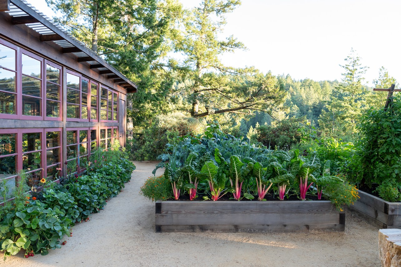 If You Plant These Right Now, You Can Enjoy Them for the Holiday Season