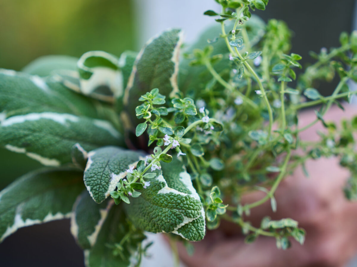 All-in on Herbs (Sage)