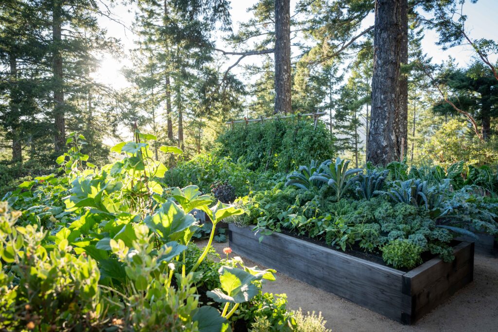Raised Bed Solutions: Look at the Light