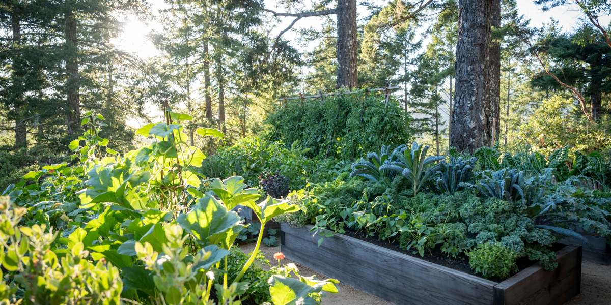 Raised Bed Solutions: Look at the Light
