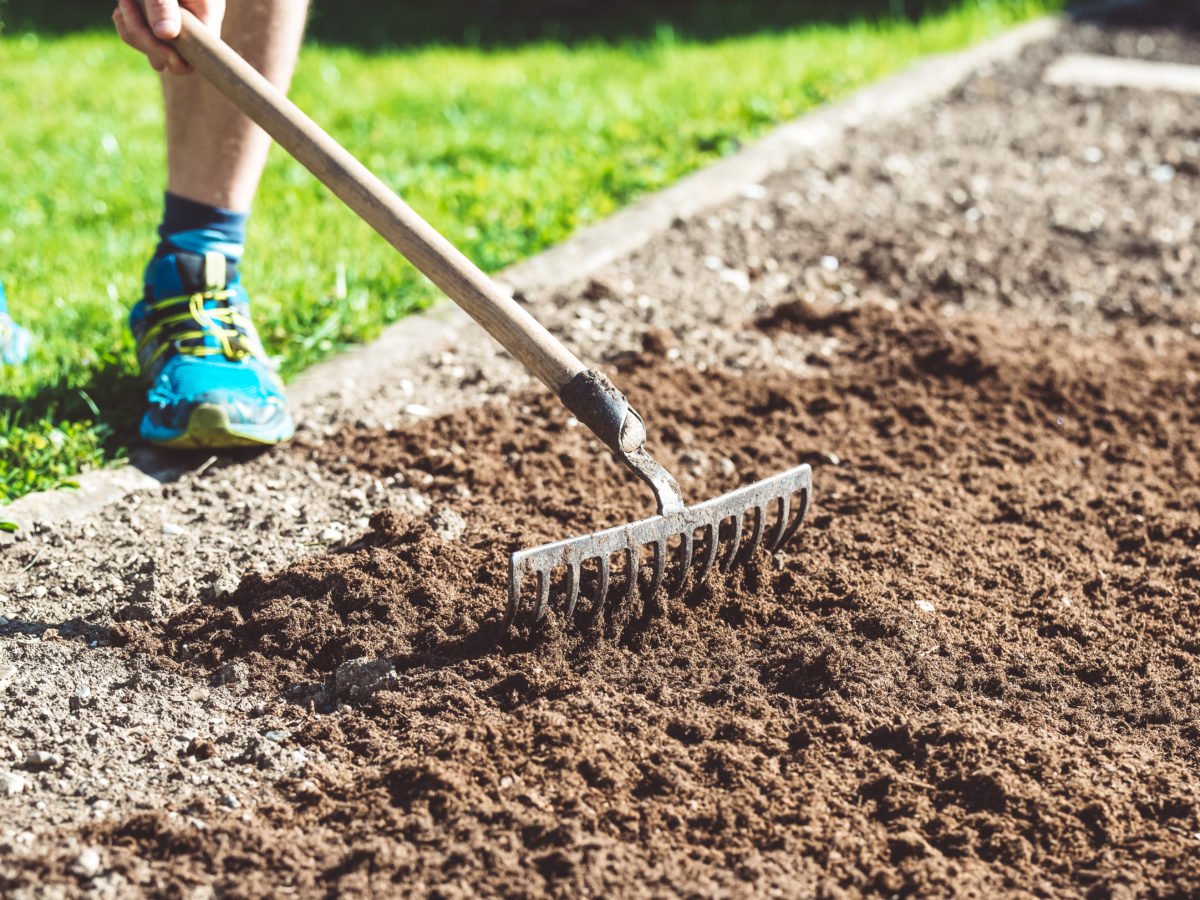 lazy garden tip: use slow release fertilizer, and only feed once