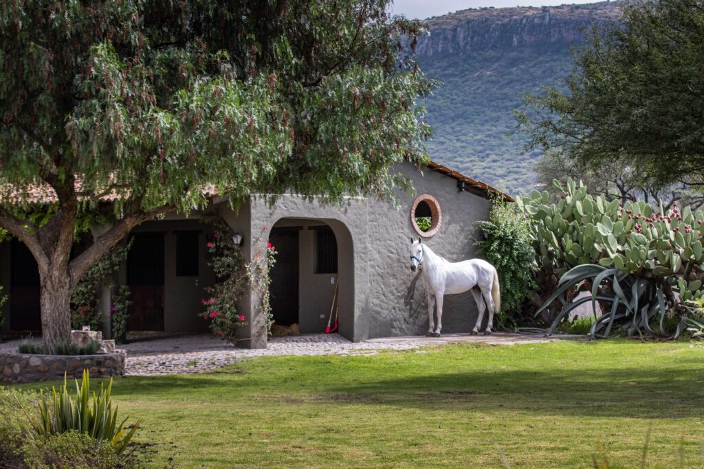 White Horse