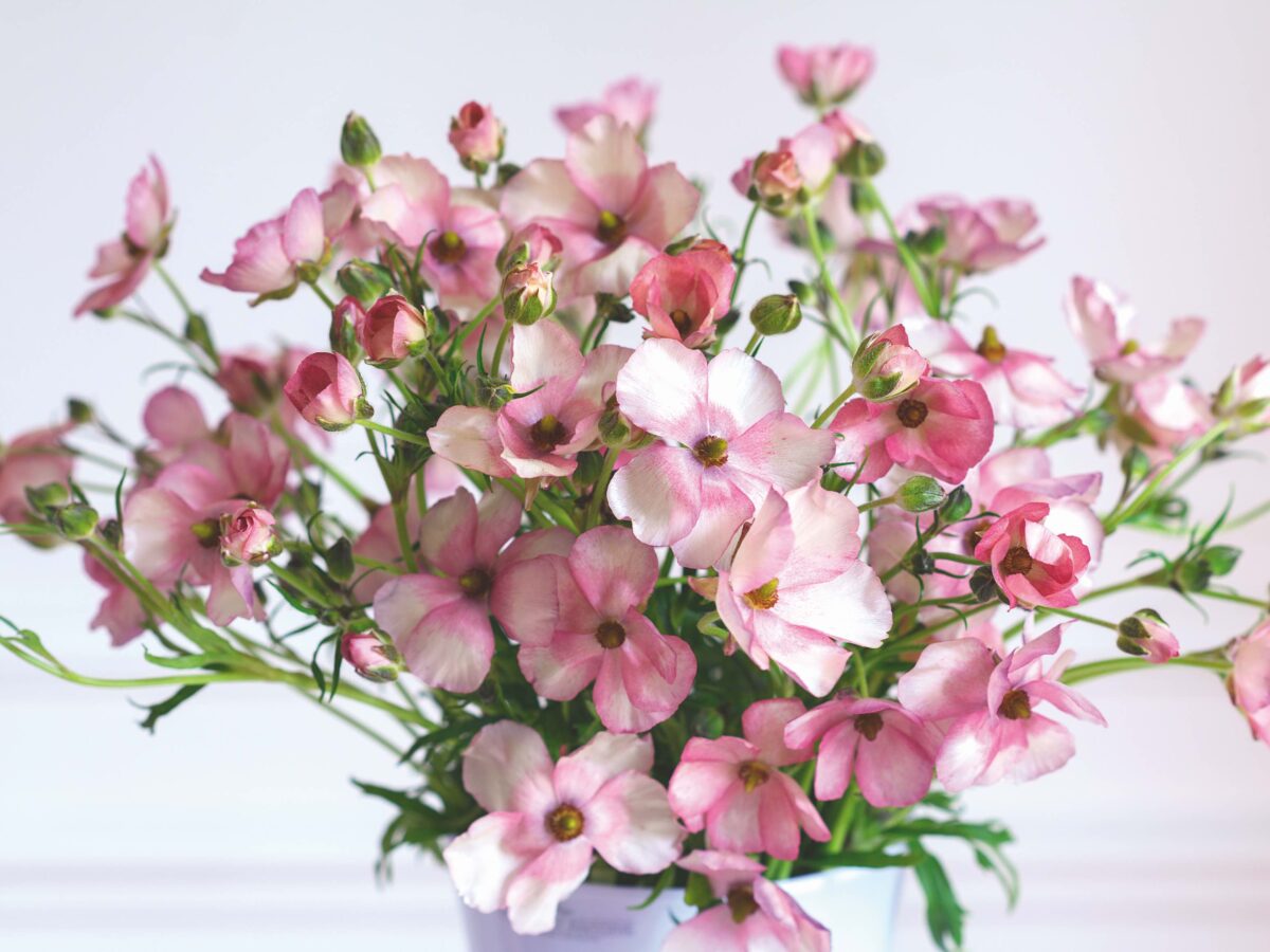 Ranunculus: Butterfly Europe