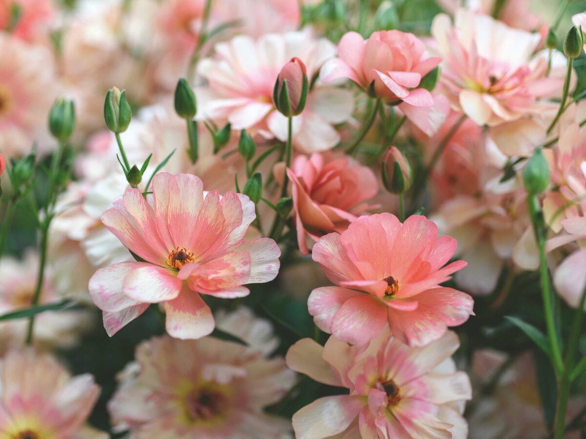 Ranunculus: Butterfly Eris