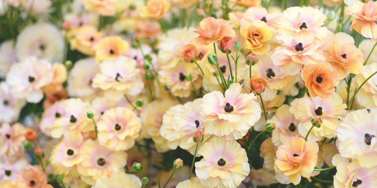 Ranunculus: Butterfly Vestalis