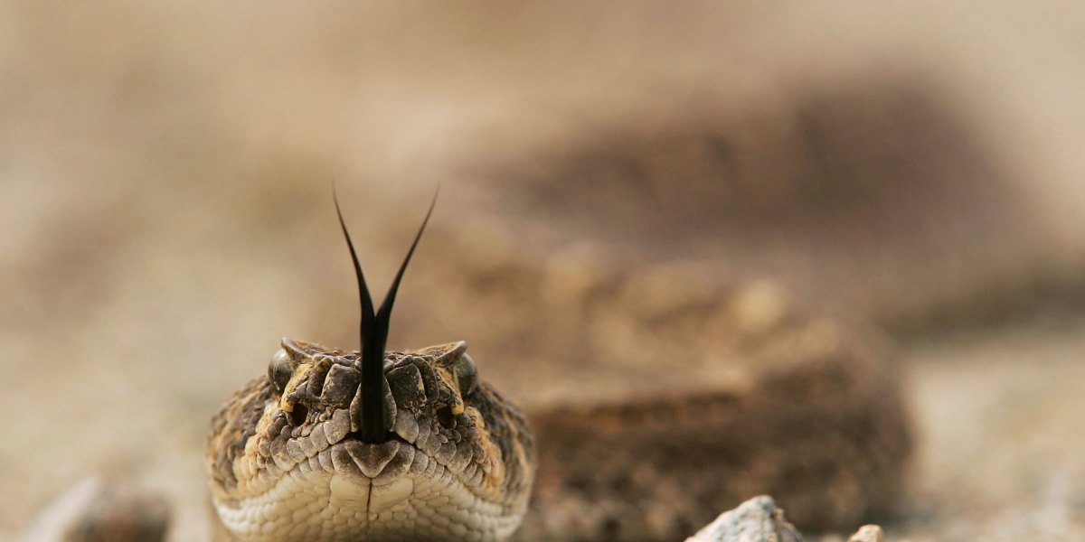 Rattlesnake in Arizona Desert