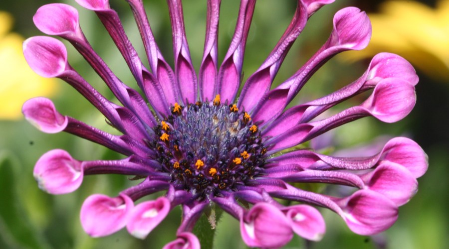 garden-store-green-acres-nursery-supply-folsom-ca