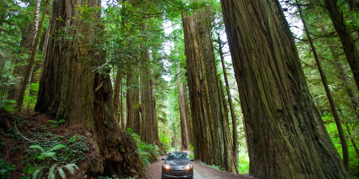 State Park: Jedediah Smith Redwoods (Crescent City, CA)
