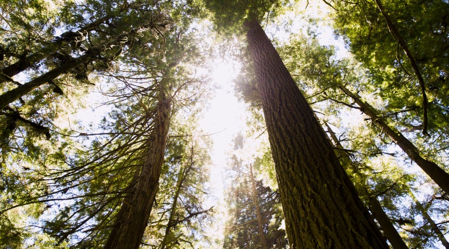 lush-lush-life-at-redwood-national-park-ca