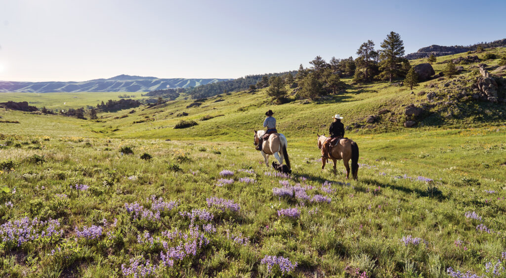 Reid Creek Lodge Horseback Riding Wildflowers